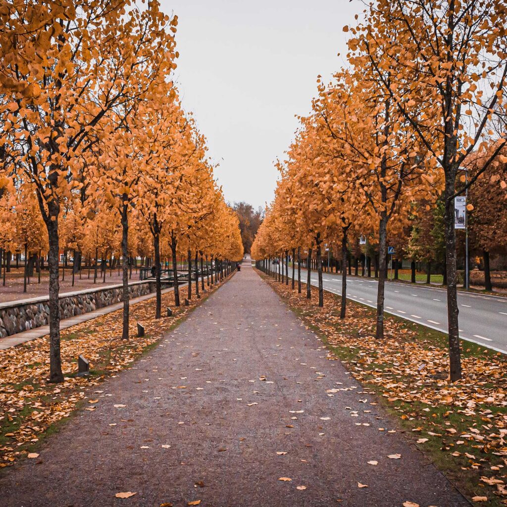 kadrioru park allee sügiseste puudega